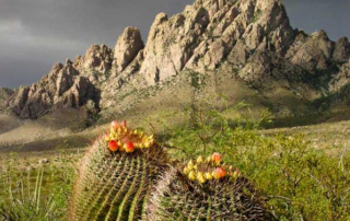 New Mexico Golf Cart Laws